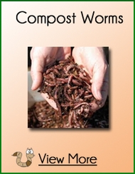 Compost Worms