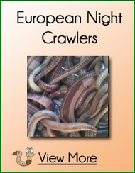 European Night Crawlers