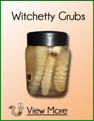 Witchetty Grubs