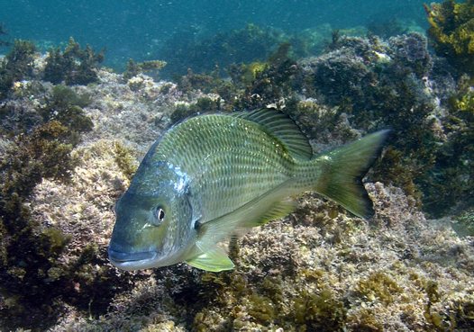 Yellowfin Bream