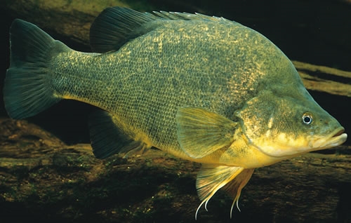 Golden Perch