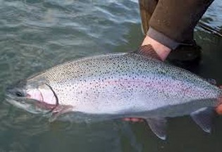 Rainbow Trout