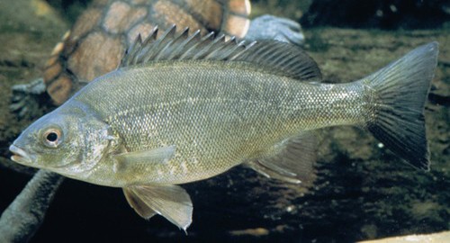 Silver Perch